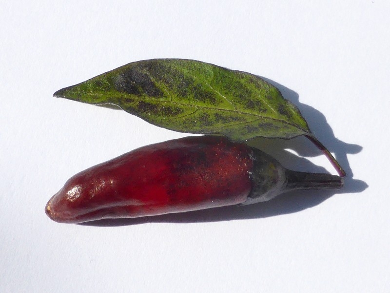 Spicy Chilli Pepper Seeds ATZECO