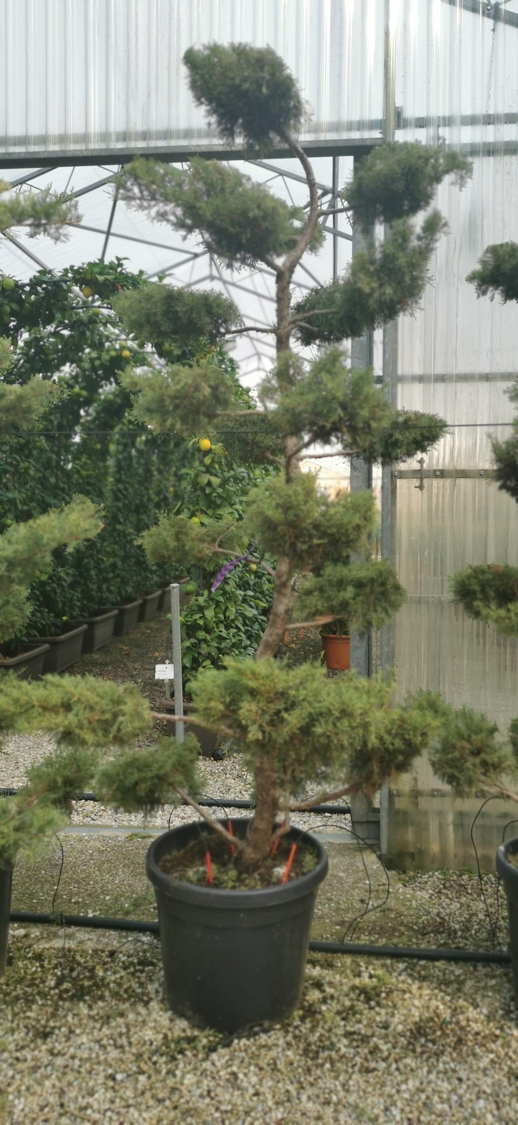 Juniperus Media Pfitzeriana Glauca Clt.45,140/150 Bonsai , 1
