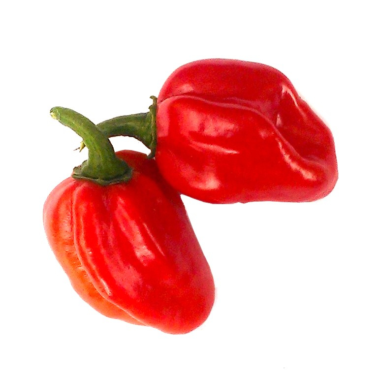 Spicy Chilli Seeds HABANERO RED SAVINA