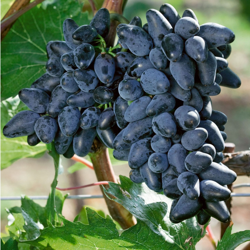 Vinič stolový ´Philip´ Vitis vinifera ´Philip´