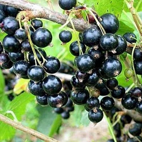 Ríbezľa čierna ‘Titania’ KER 9l Ribes nigrum Titania