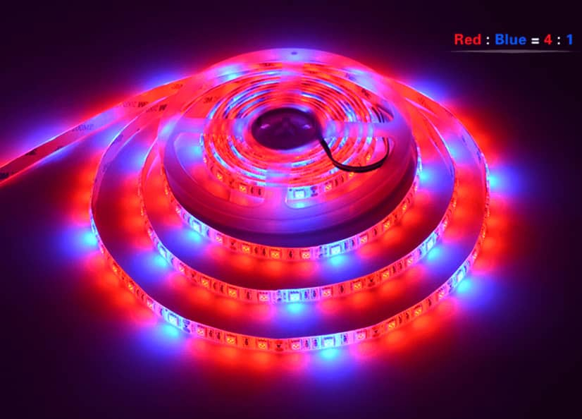 LED strip for growing R4:B1 12W/m