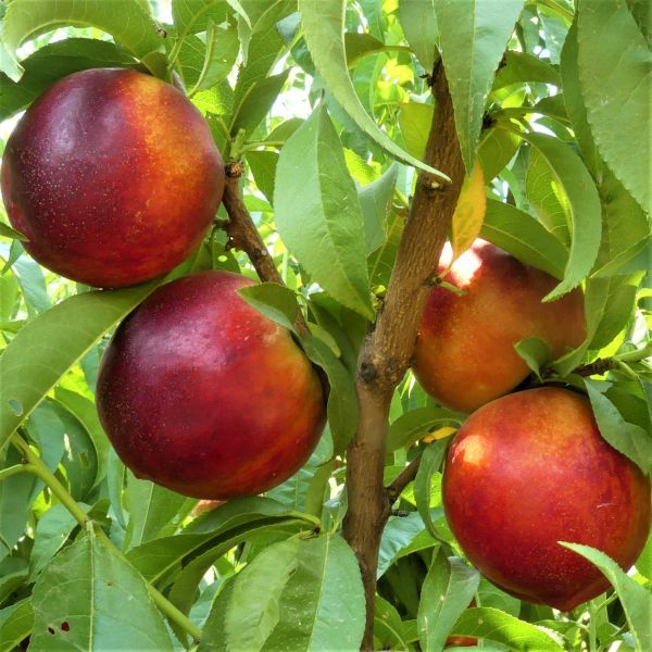 Prunus persica Indipendence