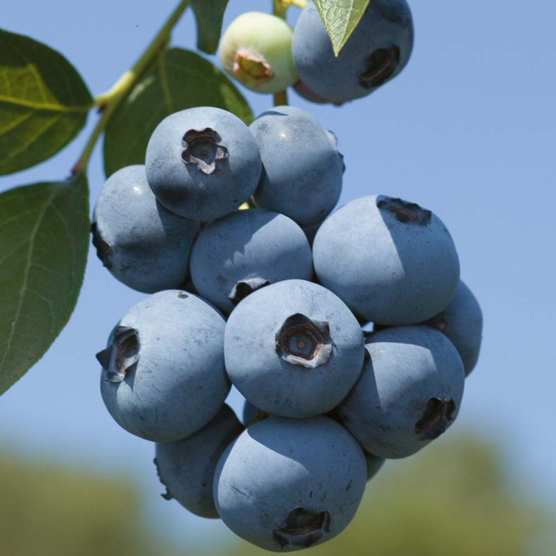 ovocie - Vaccinium corymbosum 'Brigitta Blue' ,29