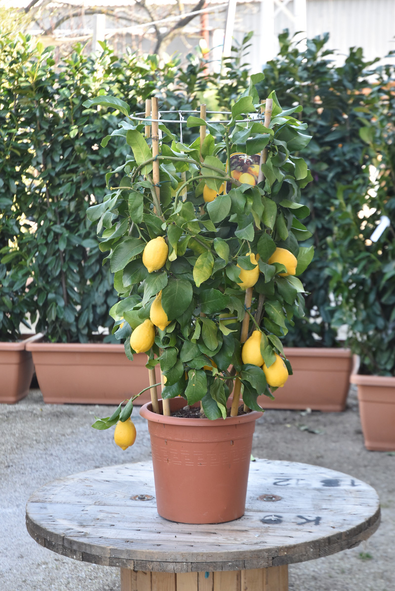 Citrus limonum ( Limone ) LV.12 ,Cicrle, 1