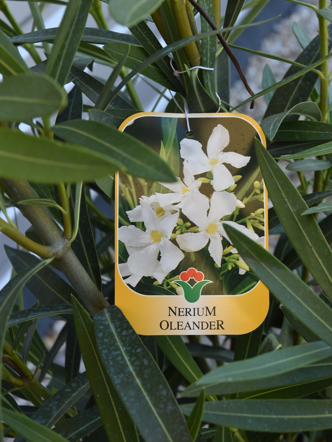 Nerium Oleander Clt.10 60/80, 1