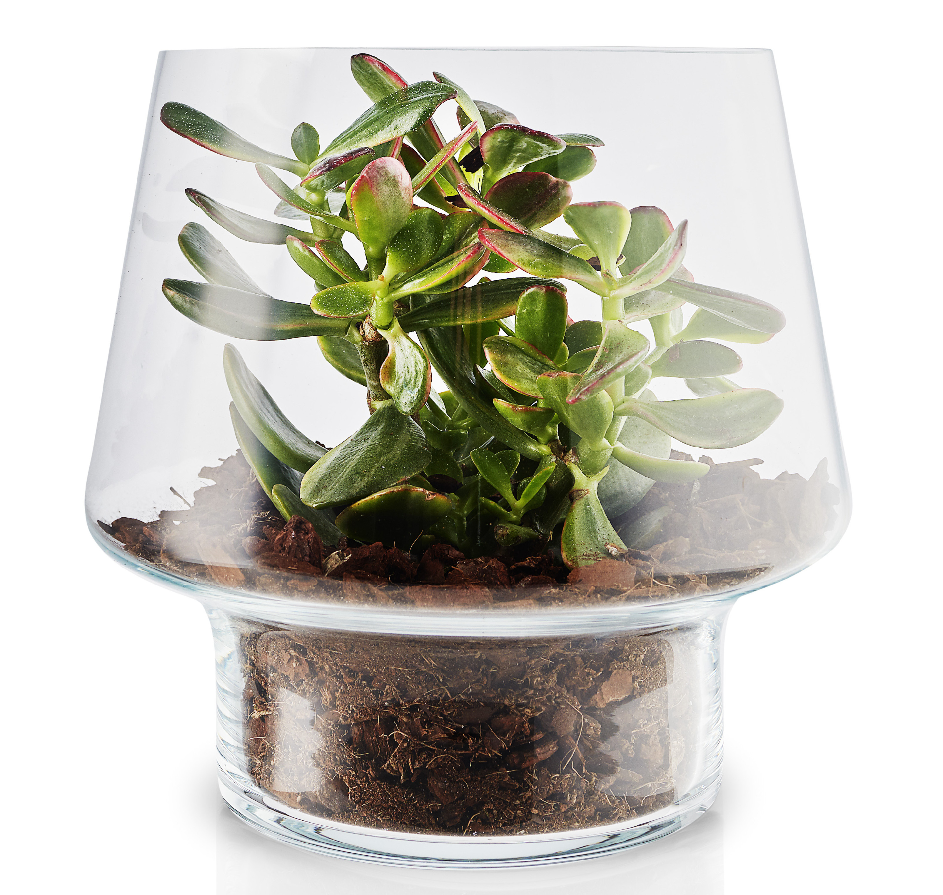 EVA SOLO Üveg váza szukkulensekhez 21 cm - kibontott termék