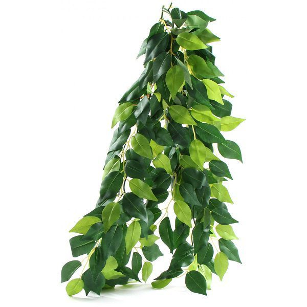 Ficus silk medium -akváriumi növény, 55cm