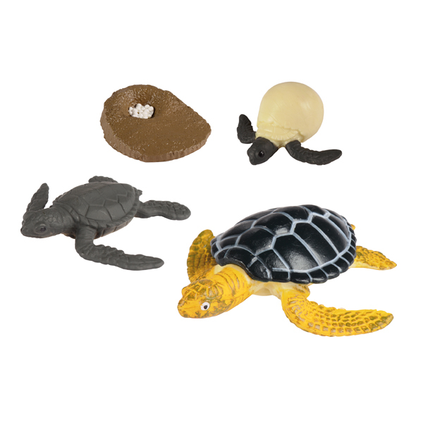 Ensemble éducatif Cycle de vie de la tortue de mer