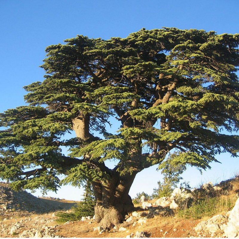 Céder libanonský ´Bonsaj´ Cedrus libanoni bonsai
