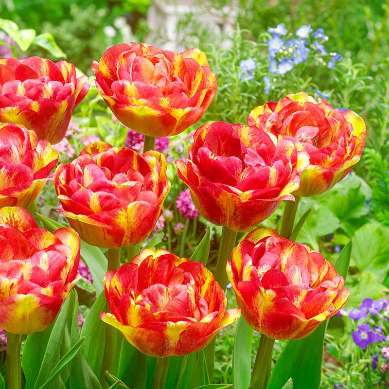 Tulipán plnokvetý ´Sundowner´ Tulipa ´Sundowner´