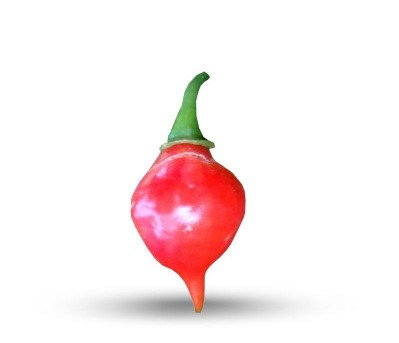 Spicy chili pepper seeds PEITO DE MOCA