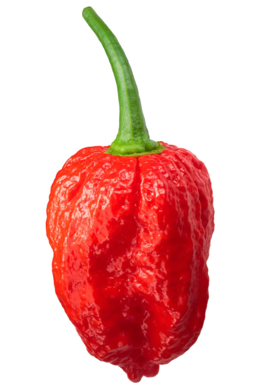 Spicy Chilli Pepper Seeds NAGA MORICH